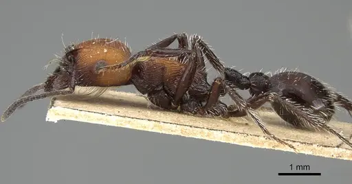 Pogonomyrmex pulchellus specimen CASENT0922483 image casent0922483_3