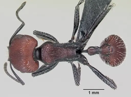 Pogonomyrmex rastratus specimen CASENT0103268 image casent0103268_1