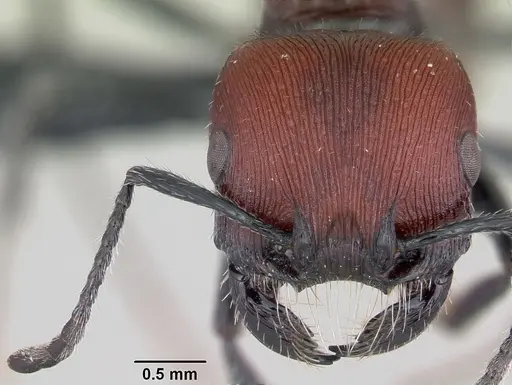 Pogonomyrmex rastratus specimen CASENT0103268 image casent0103268_2