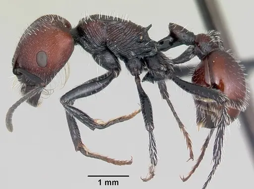 Pogonomyrmex rastratus specimen CASENT0103268 image casent0103268_3
