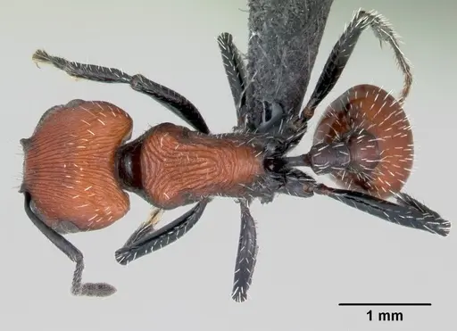 Pogonomyrmex rastratus specimen CASENT0172671 image casent0172671_1