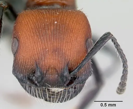 Pogonomyrmex rastratus specimen CASENT0172671 image casent0172671_2