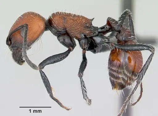 Pogonomyrmex rastratus specimen CASENT0172671 image casent0172671_3