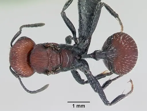 Pogonomyrmex rastratus specimen CASENT0172672 image casent0172672_1