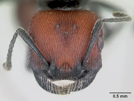 Pogonomyrmex rastratus specimen CASENT0172672 image casent0172672_2