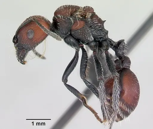 Pogonomyrmex rastratus specimen CASENT0172672 image casent0172672_3