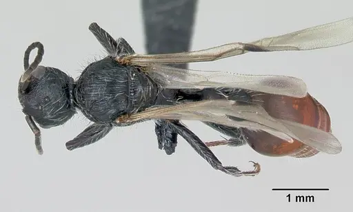Pogonomyrmex rastratus specimen CASENT0172673 image casent0172673_1