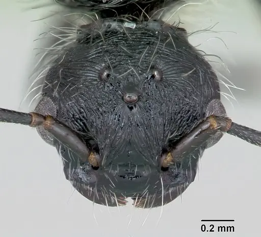 Pogonomyrmex rastratus specimen CASENT0172673 image casent0172673_2