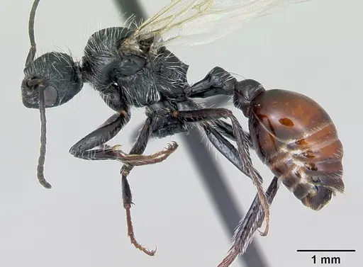 Pogonomyrmex rastratus specimen CASENT0172673 image casent0172673_3