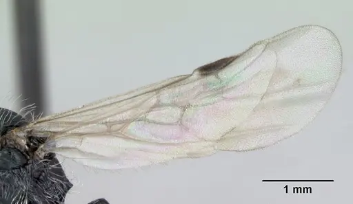 Pogonomyrmex rastratus specimen CASENT0172673 image casent0172673_4