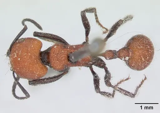 Pogonomyrmex rastratus specimen CASENT0173352 image casent0173352_1