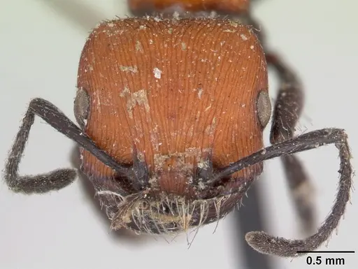 Pogonomyrmex rastratus specimen CASENT0173352 image casent0173352_2
