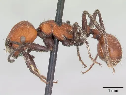 Pogonomyrmex rastratus specimen CASENT0173352 image casent0173352_3