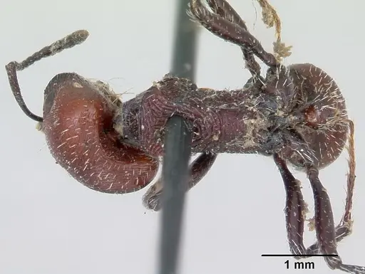 Pogonomyrmex rastratus specimen CASENT0173353 image casent0173353_1
