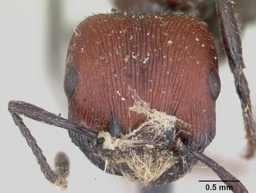 Pogonomyrmex rastratus specimen CASENT0173353 image casent0173353_2