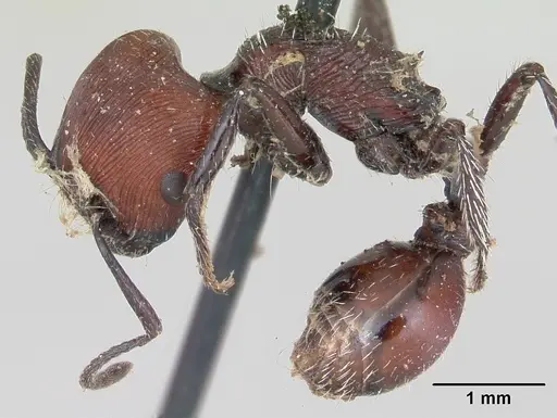 Pogonomyrmex rastratus specimen CASENT0173353 image casent0173353_3