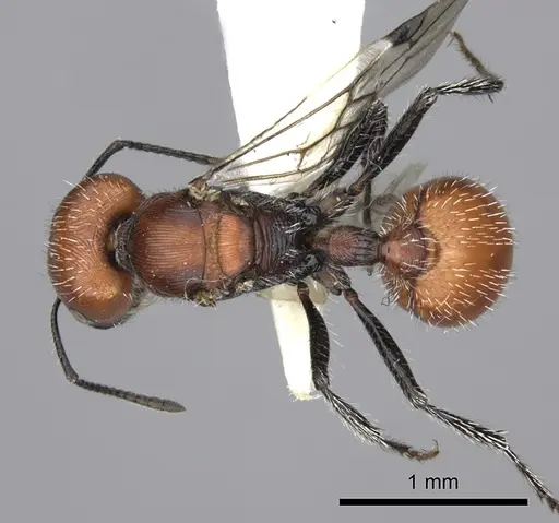 Pogonomyrmex rastratus specimen CASENT0235291 image casent0235291_1