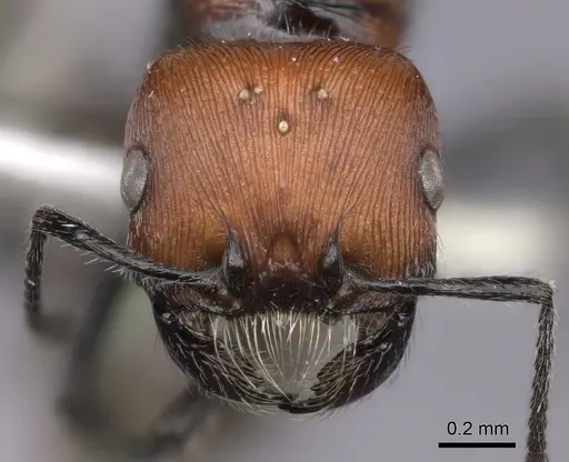 Pogonomyrmex rastratus specimen CASENT0235291 image casent0235291_2