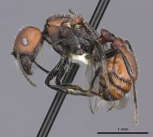 Pogonomyrmex rastratus specimen CASENT0235291 image casent0235291_3