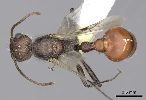 Pogonomyrmex rastratus specimen CASENT0235292 image casent0235292_1