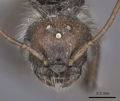 Pogonomyrmex rastratus specimen CASENT0235292 image casent0235292_2
