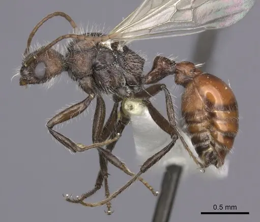 Pogonomyrmex rastratus specimen CASENT0235292 image casent0235292_3