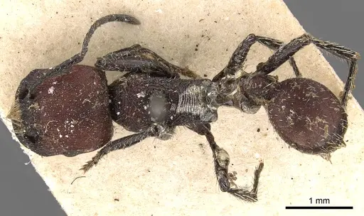 Pogonomyrmex rastratus specimen CASENT0900385 image casent0900385_1