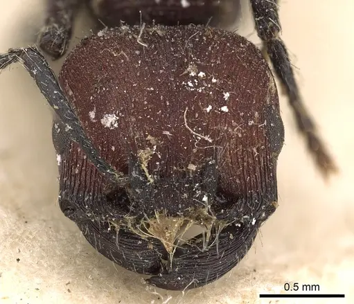Pogonomyrmex rastratus specimen CASENT0900385 image casent0900385_2