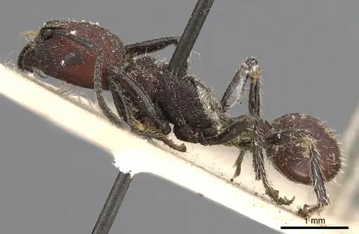 Pogonomyrmex rastratus specimen CASENT0900385 image casent0900385_3