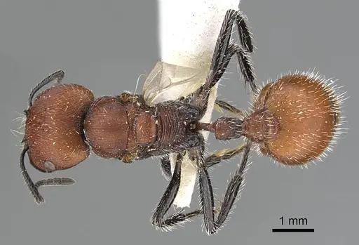 Pogonomyrmex rastratus specimen CASENT0922458 image casent0922458_1