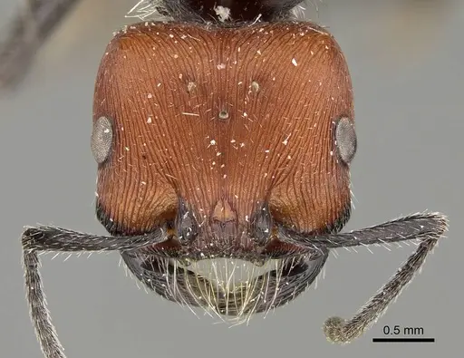 Pogonomyrmex rastratus specimen CASENT0922458 image casent0922458_2