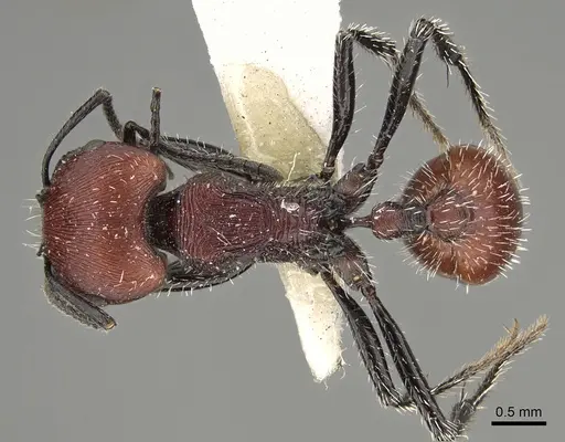 Pogonomyrmex rastratus specimen CASENT0923350 image casent0923350_1