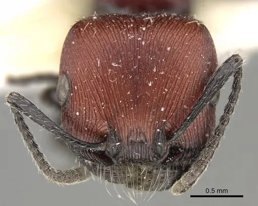 Pogonomyrmex rastratus specimen CASENT0923350 image casent0923350_2