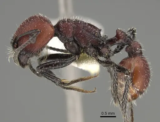 Pogonomyrmex rastratus specimen CASENT0923350 image casent0923350_3
