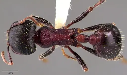 Pogonomyrmex rugosus specimen ANTWEB1041684 image antweb1041684_1