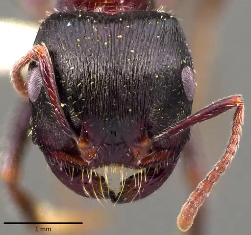 Pogonomyrmex rugosus specimen ANTWEB1041684 image antweb1041684_2