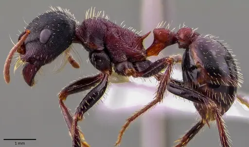Pogonomyrmex rugosus specimen ANTWEB1041684 image antweb1041684_3
