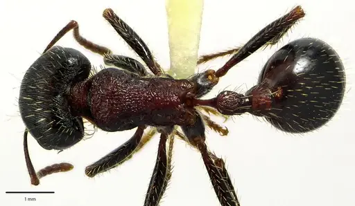 Pogonomyrmex rugosus specimen ANTWEB1041685 image antweb1041685_1
