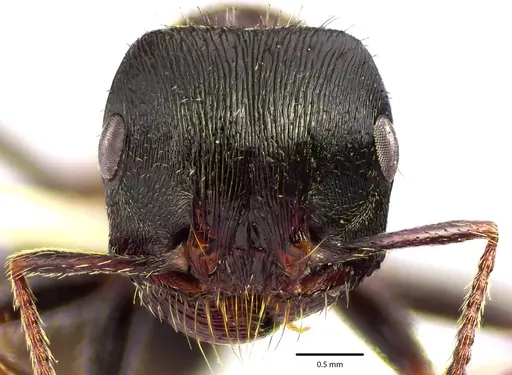 Pogonomyrmex rugosus specimen ANTWEB1041685 image antweb1041685_2