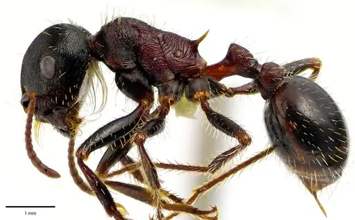 Pogonomyrmex rugosus specimen ANTWEB1041685 image antweb1041685_3