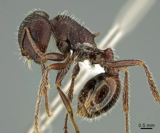 Pogonomyrmex rugosus specimen CASENT0000271 image casent0000271_1