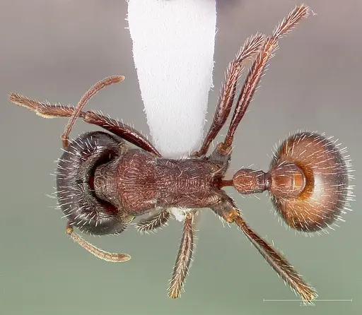 Pogonomyrmex rugosus specimen CASENT0005708 image casent0005708_1