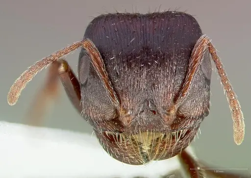 Pogonomyrmex rugosus specimen CASENT0005708 image casent0005708_2