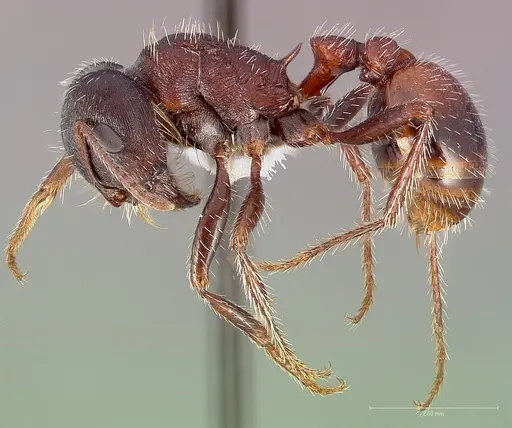 Pogonomyrmex rugosus specimen CASENT0005708 image casent0005708_3