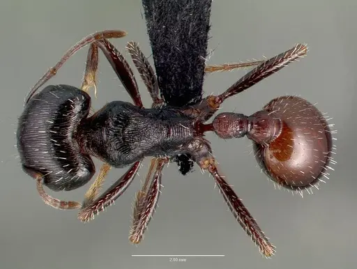 Pogonomyrmex rugosus specimen CASENT0006287 image casent0006287_1