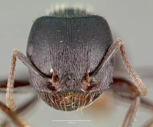 Pogonomyrmex rugosus specimen CASENT0006287 image casent0006287_2