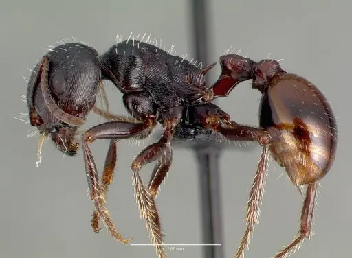 Pogonomyrmex rugosus specimen CASENT0006287 image casent0006287_3