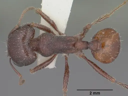 Pogonomyrmex rugosus specimen CASENT0102896 image casent0102896_1