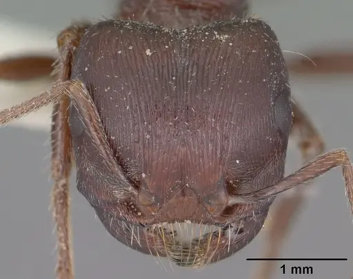 Pogonomyrmex rugosus specimen CASENT0102896 image casent0102896_2