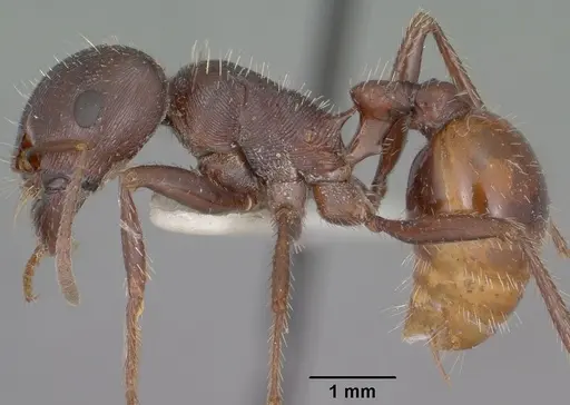 Pogonomyrmex rugosus specimen CASENT0102896 image casent0102896_3